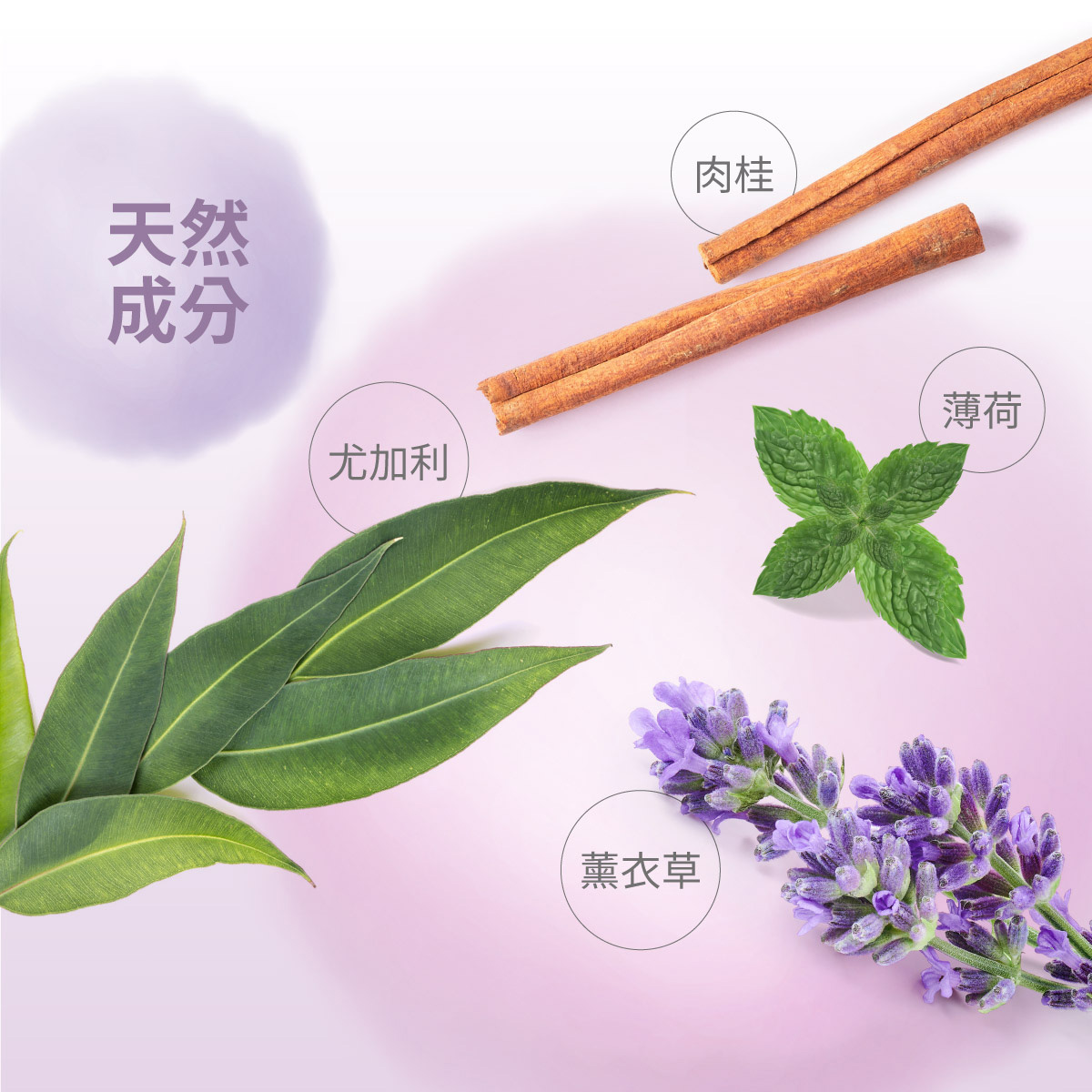 尤加利、薰衣草、薄荷、肉桂
