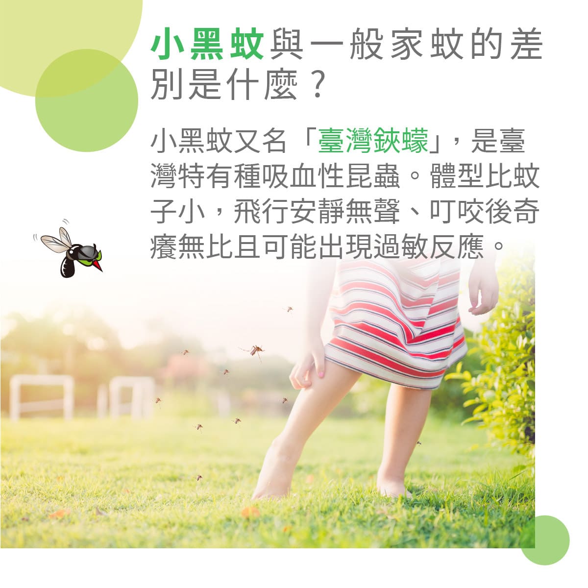 小黑蚊不是蚊子，是台灣特有種的吸血性昆蟲